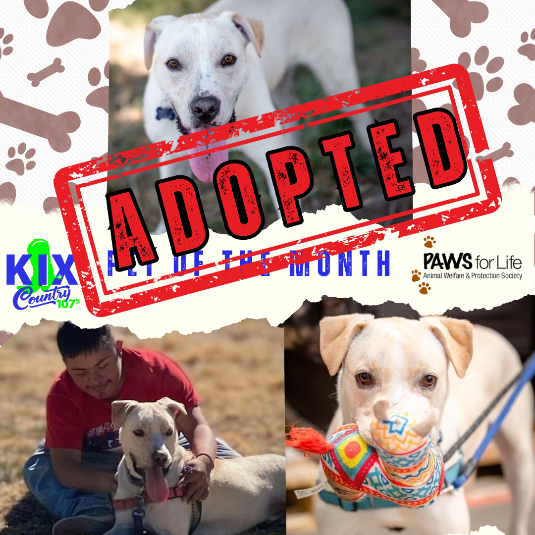 Pet of the Month November